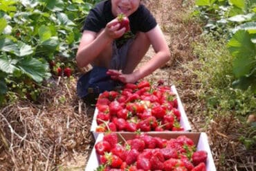 Strawberry Picking Places in Ellicott City Maryland