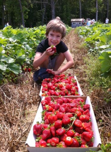 Strawberry Picking Places in Ellicott City Maryland