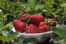 Strawberry Picking Places in Fargo North Dakota