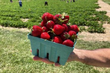 Strawberry Picking Places in Fishers Indiana