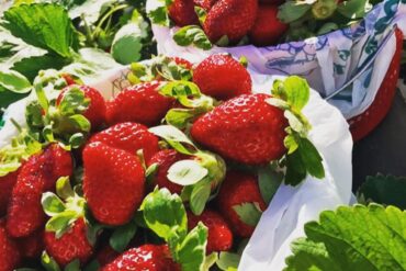 Strawberry Picking Places in Fort Myers Florida