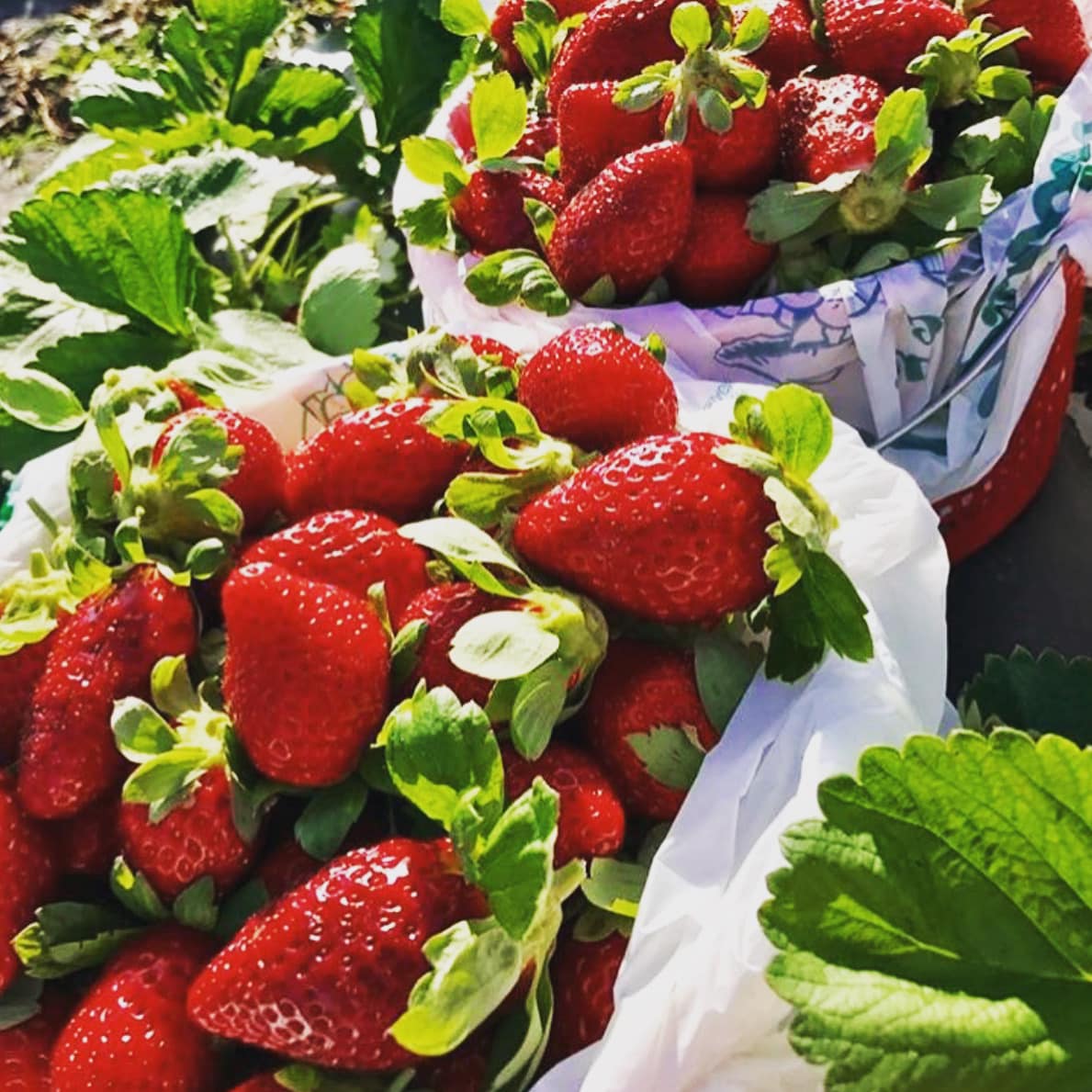 Strawberry Picking Places in Fort Myers Florida