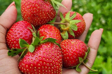 Strawberry Picking Places in Fort Wayne Indiana