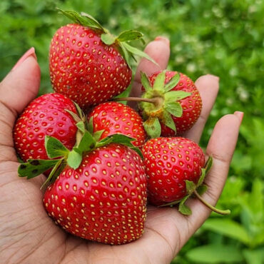 Strawberry Picking Places in Fort Wayne Indiana