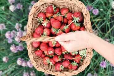 Strawberry Picking Places in Frederick Maryland