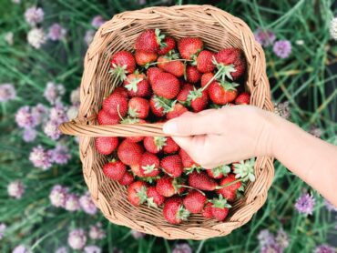 Strawberry Picking Places in Frederick Maryland