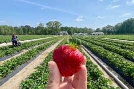 Strawberry Picking Places in Gaithersburg Maryland