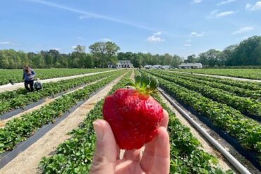 Strawberry Picking Places in Gaithersburg Maryland