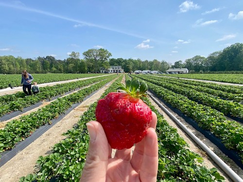 Strawberry Picking Places in Gaithersburg Maryland