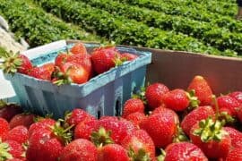 Strawberry Picking Places in Glen Burnie Maryland