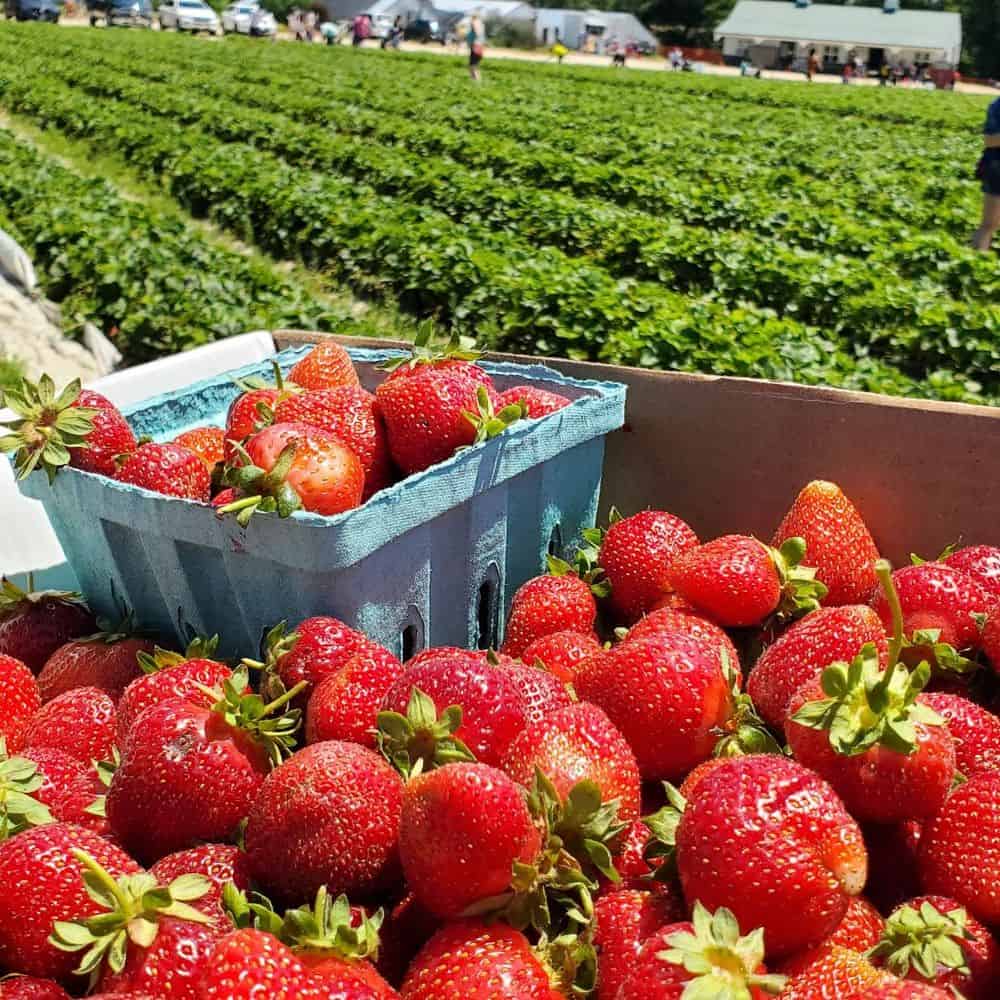 Strawberry Picking Places in Glen Burnie Maryland