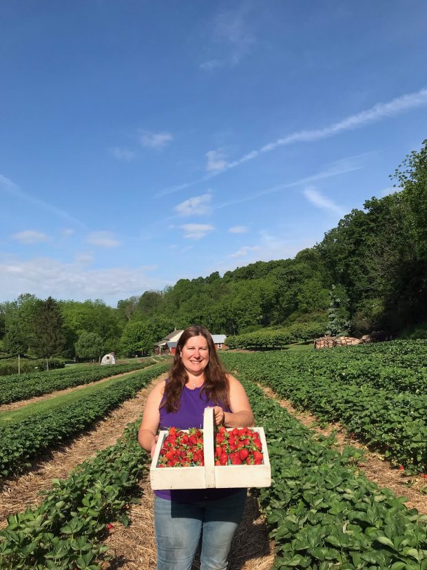 Strawberry Picking Places in Greeley Colorado