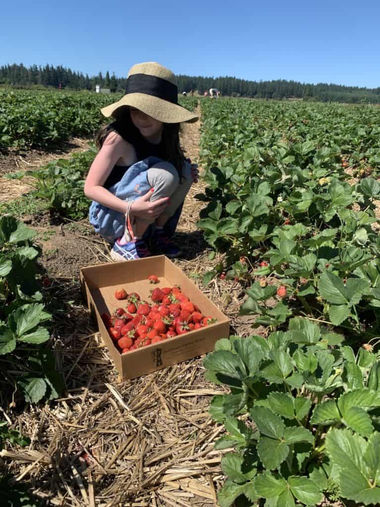 Strawberry Picking Places in Gresham Oregon