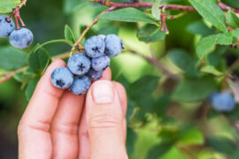 Strawberry Picking Places in Gulfport Mississippi