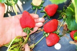 Strawberry Picking Places in Hampton Virginia