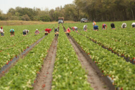 Strawberry Picking Places in Hillsborough County Florida