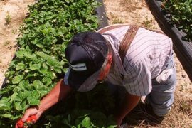 Strawberry Picking Places in Hoover Alabama