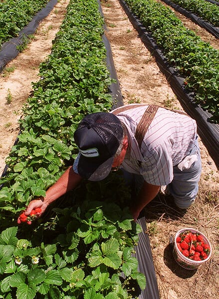 Strawberry Picking Places in Hoover Alabama