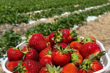 Strawberry Picking Places in Indianapolis Indiana