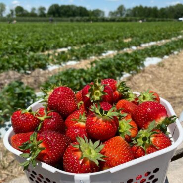 Strawberry Picking Places in Indianapolis Indiana