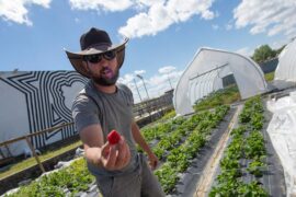 Strawberry Picking Places in Jackson Mississippi