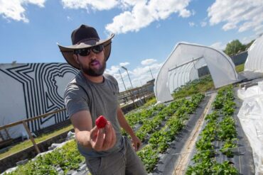 Strawberry Picking Places in Jackson Mississippi