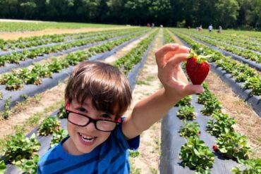 Strawberry Picking Places in Jacksonville Florida