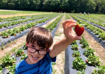 Strawberry Picking Places in Jacksonville Florida