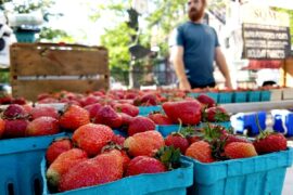 Strawberry Picking Places in Joliet Illinois