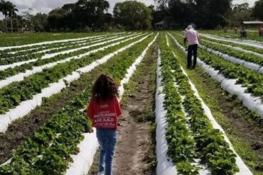 Strawberry Picking Places in Kendall Florida