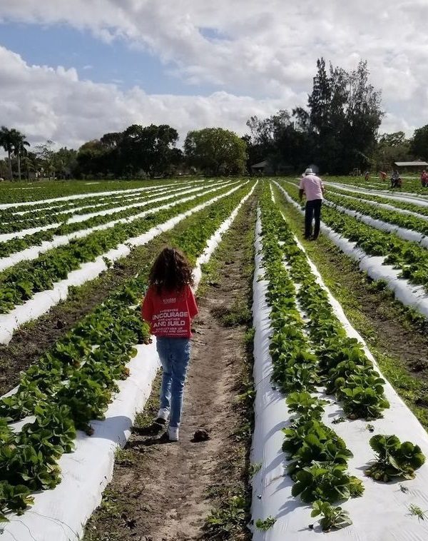 Strawberry Picking Places in Kendall Florida