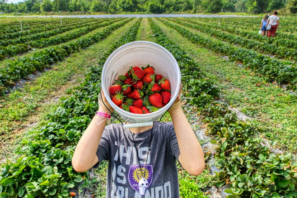 Strawberry Picking Places in Kissimmee Florida