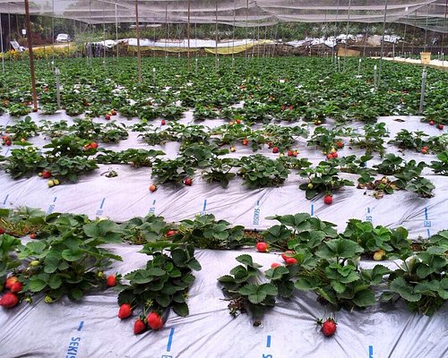 Strawberry Picking Places in Kowloon City Kowloon