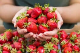 Strawberry Picking Places in Lakeland Florida