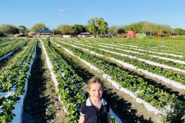 Strawberry Picking Places in Lauderhill Florida