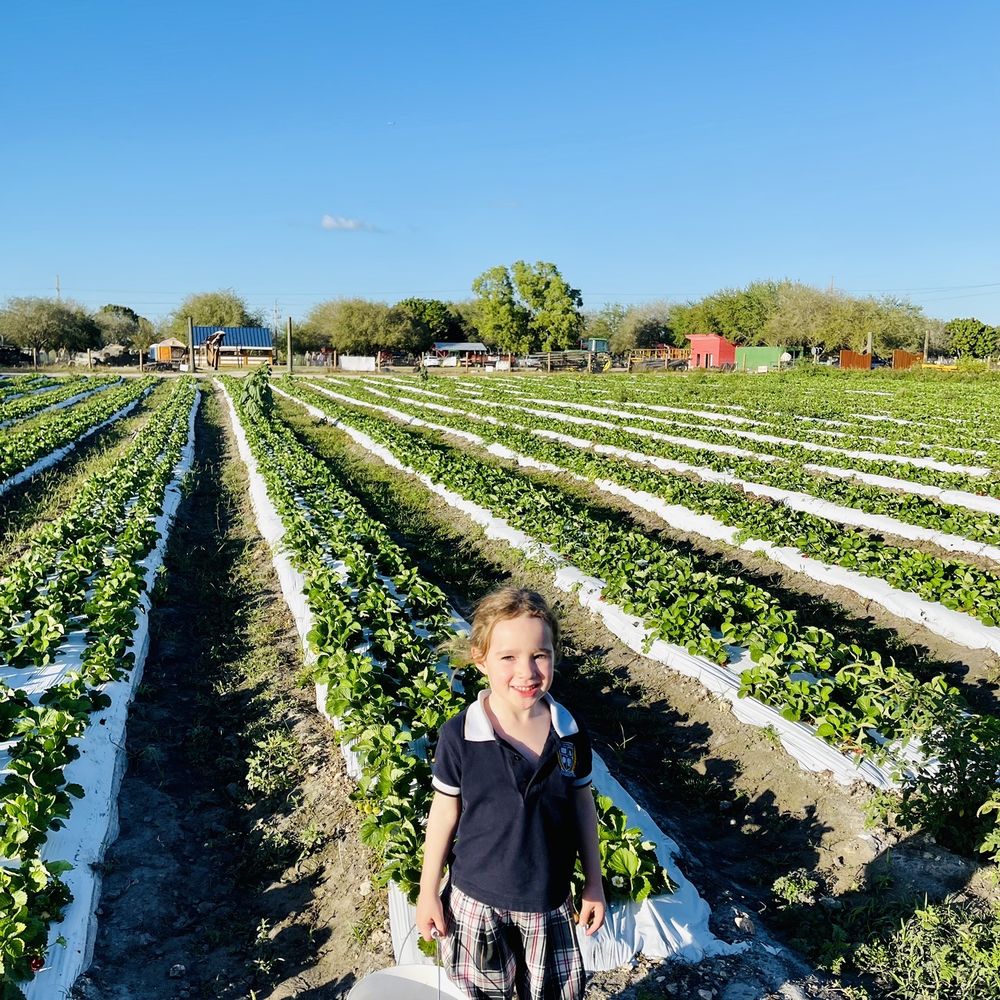 Strawberry Picking Places In Lauderhill Florida 