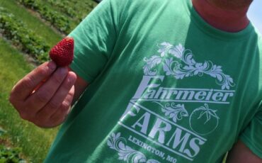 Strawberry Picking Places in Lexington Kentucky