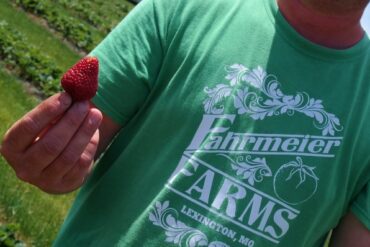 Strawberry Picking Places in Lexington Kentucky