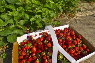 Strawberry Picking Places in Lincoln Nebraska