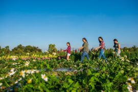 Strawberry Picking Places in Miami Gardens Florida