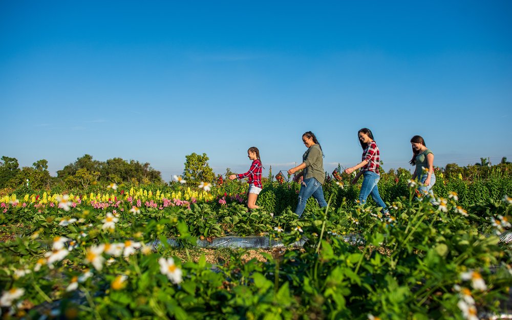 Strawberry Picking Places in Miami Gardens Florida