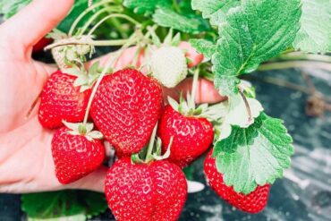 Strawberry Picking Places in Montgomery Alabama