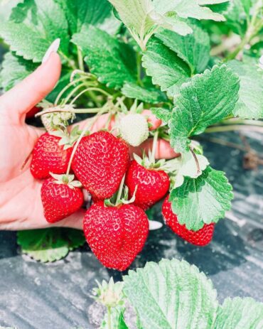 Strawberry Picking Places in Montgomery Alabama