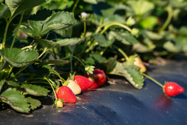 Strawberry Picking Places in Mount Vernon New York