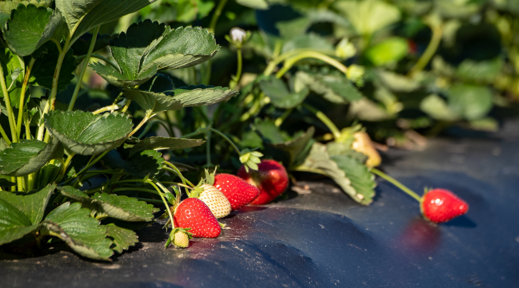 Strawberry Picking Places in Mount Vernon New York