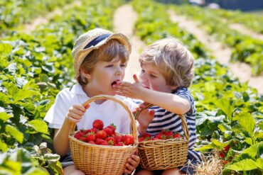 Strawberry Picking Places in Naperville Illinois