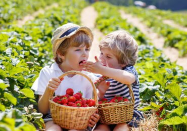 Strawberry Picking Places in Naperville Illinois