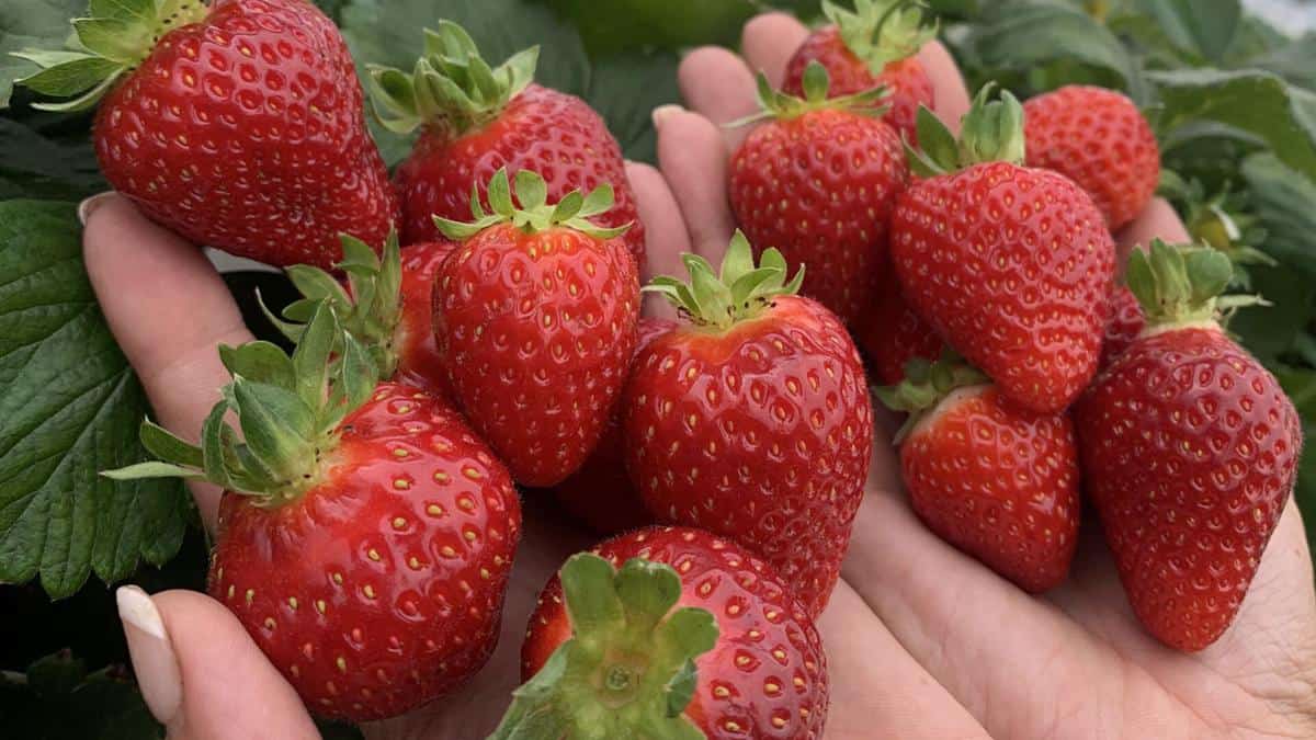 Strawberry Picking Places in New Britain Connecticut