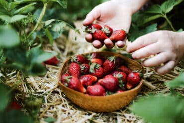 Strawberry Picking Places in New Haven Connecticut