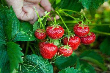 Strawberry Picking Places in New York City